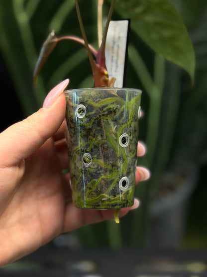 Anthurium (Luxurians x Magnificum) X (Papillilaminum Dark)