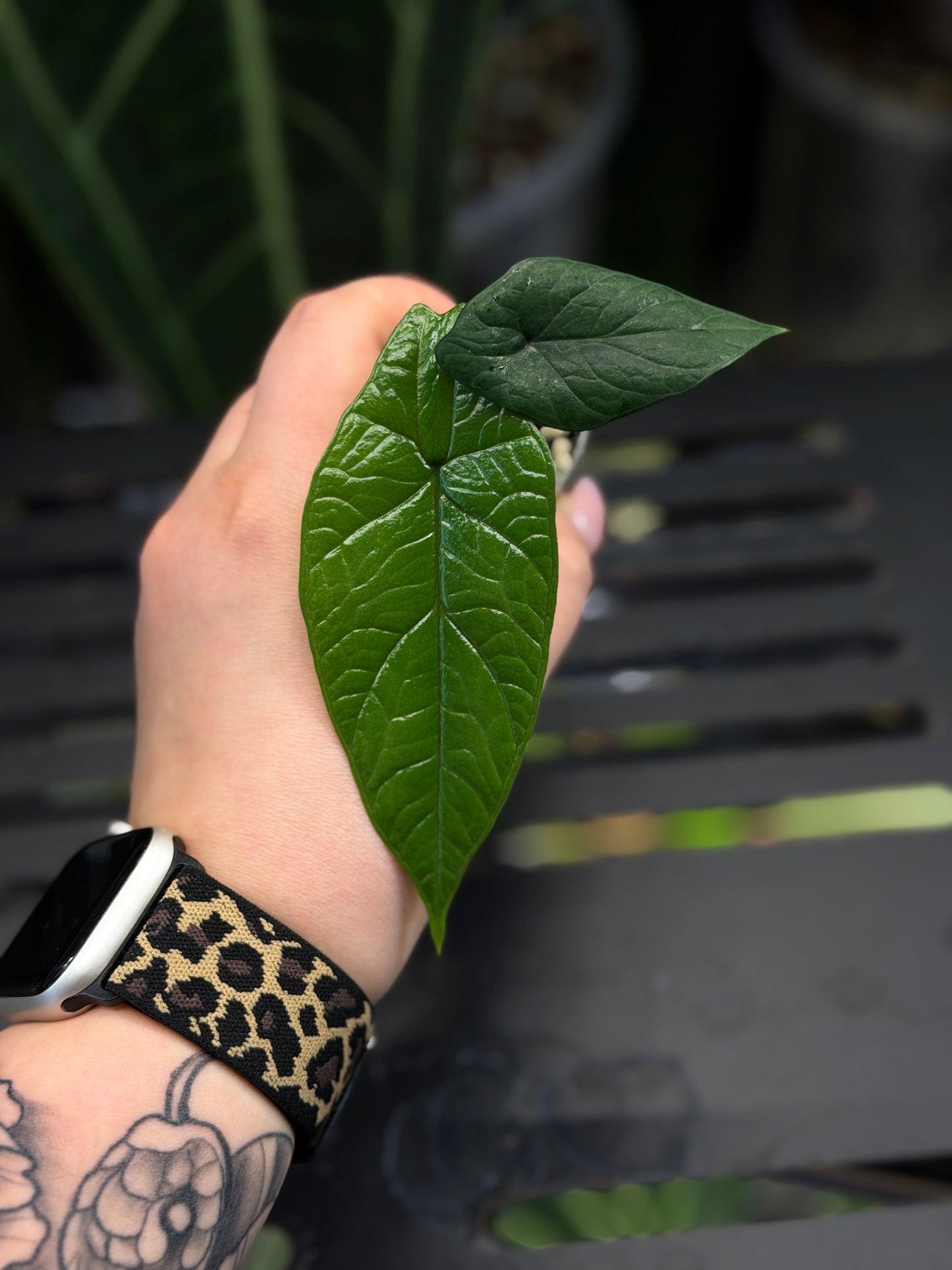 Alocasia Scalprum Nr.2