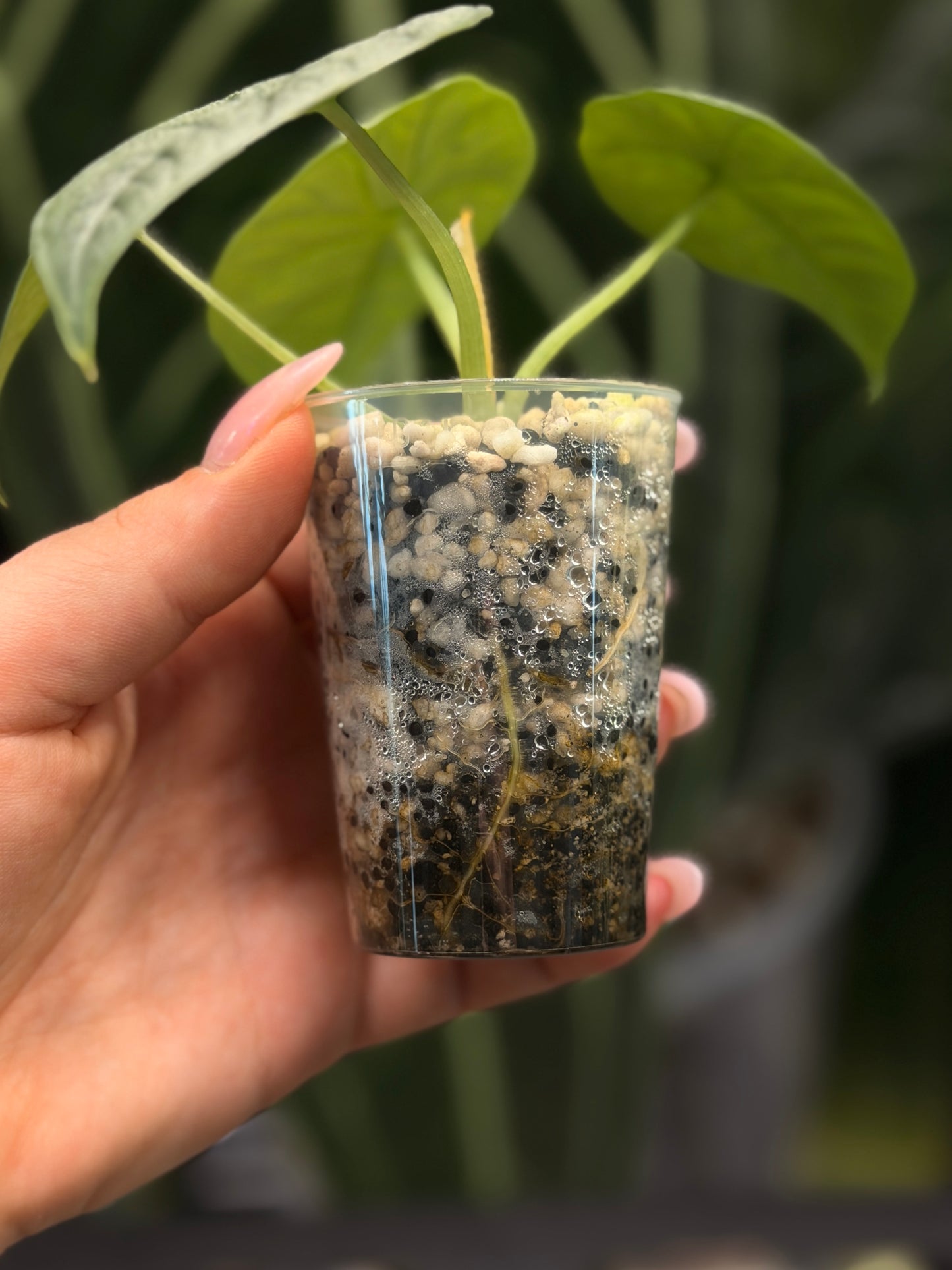 Alocasia Melo Nr.2