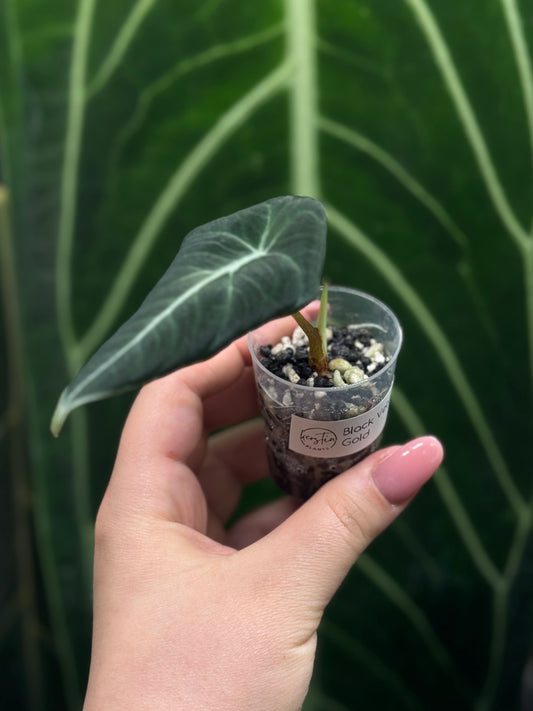 Alocasia Black Velvet Nr.1