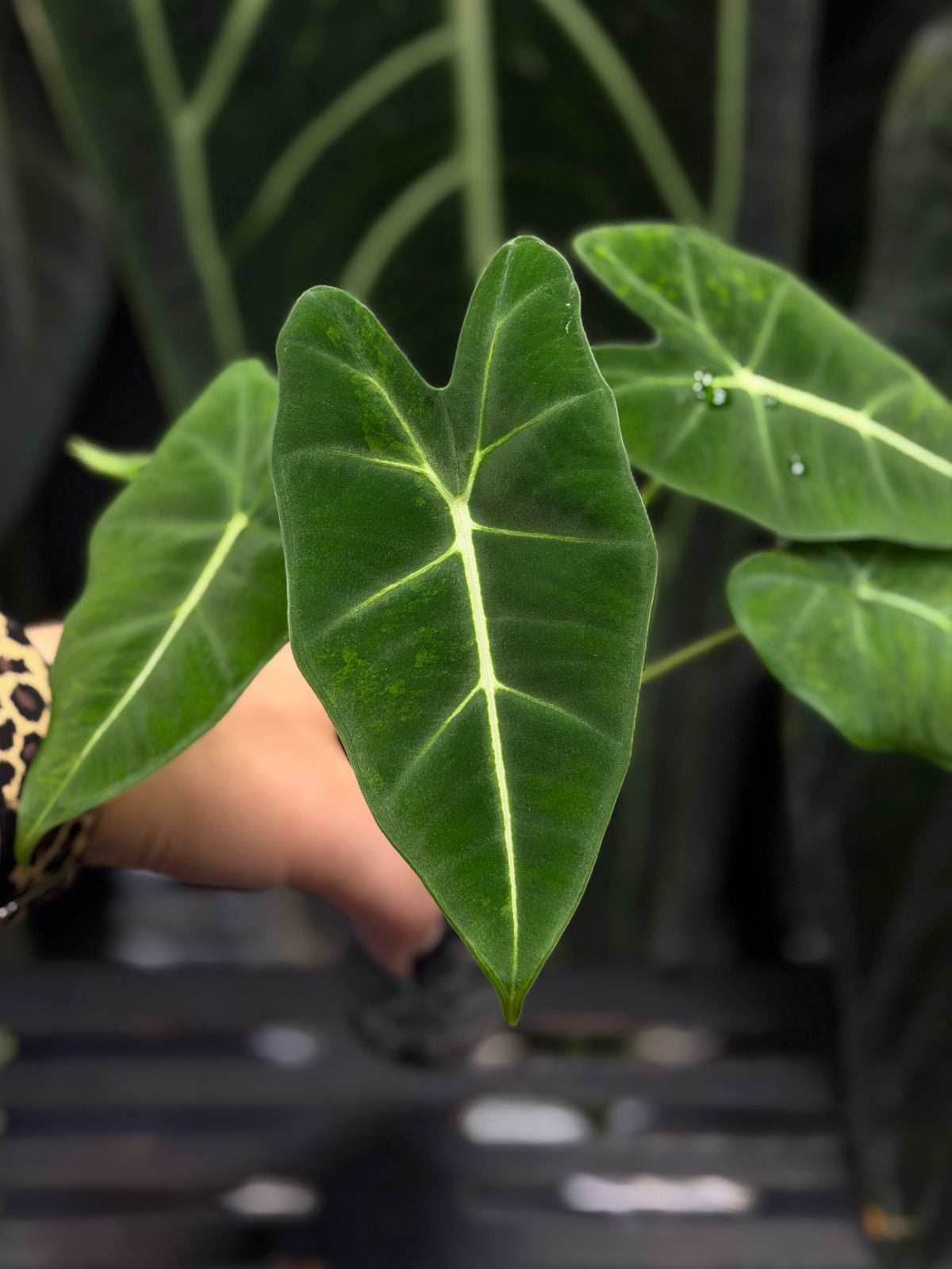 Alocasia Frydek Green on Green Low Variegata Nr.1