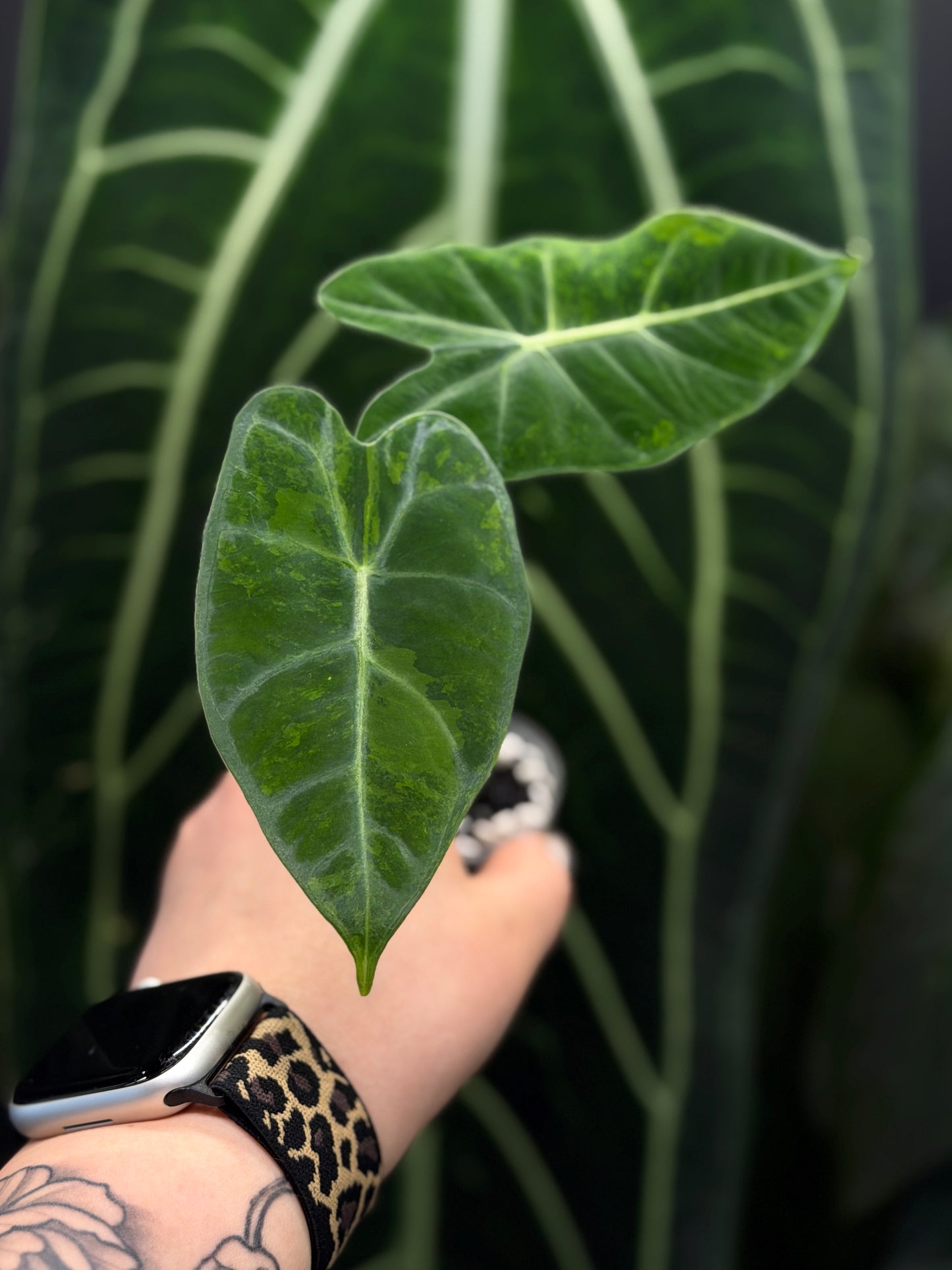 Alocasia Frydek Green on Green Nr.3