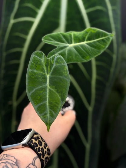 Alocasia Frydek Green on Green Nr.3