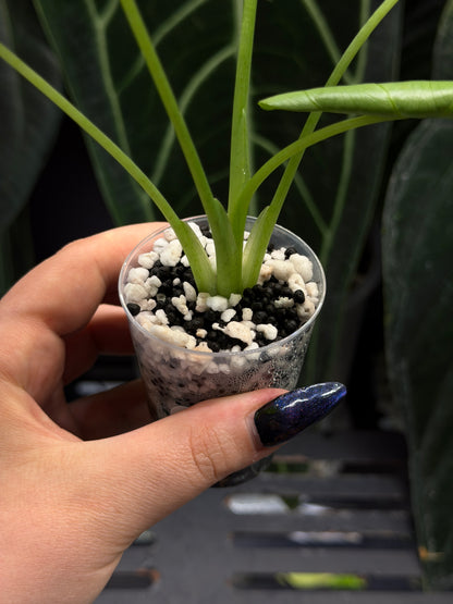 Alocasia Frydek Green on Green Low Variegata Nr.1