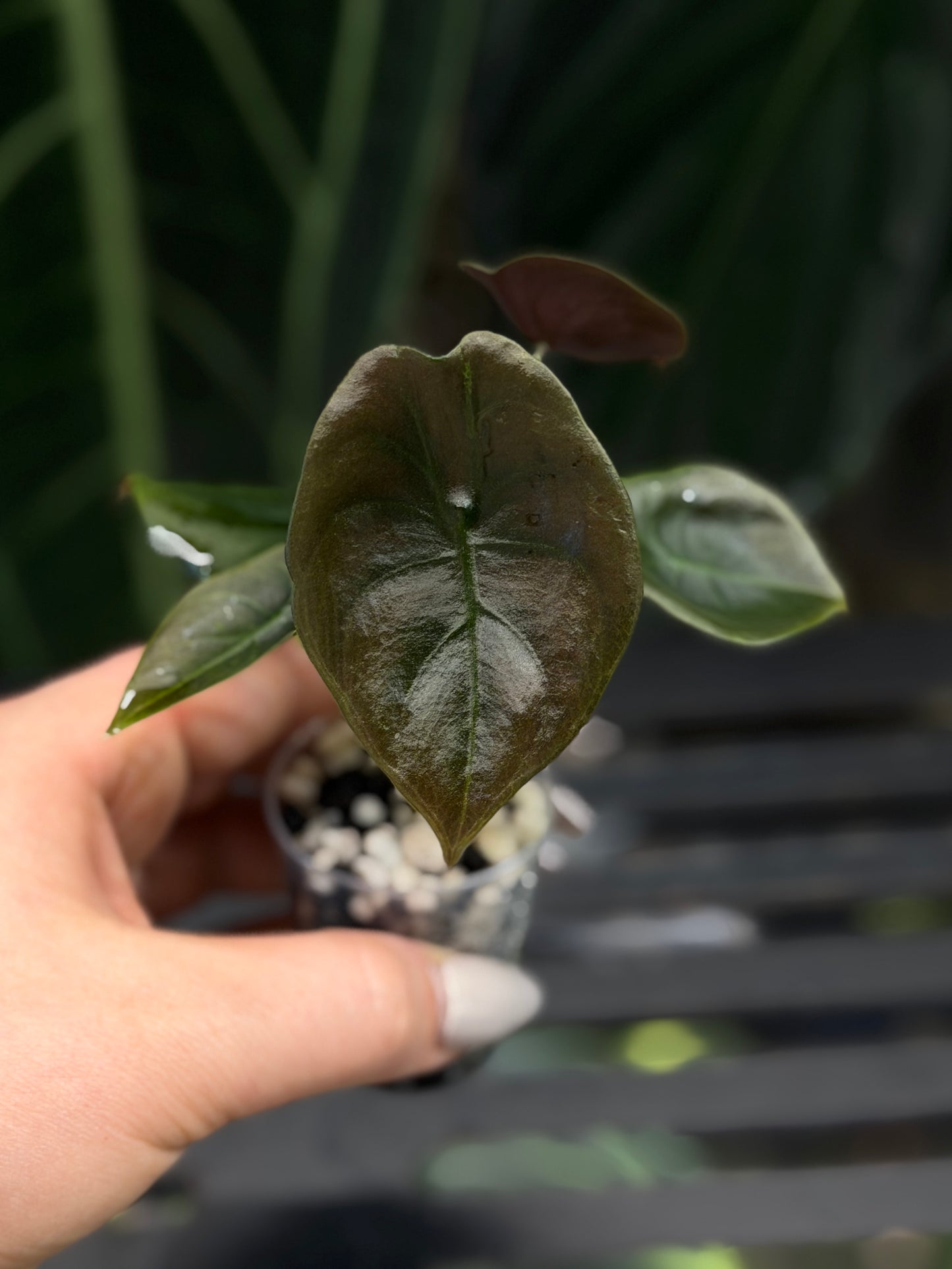 Alocasia Cuprea Nr.2