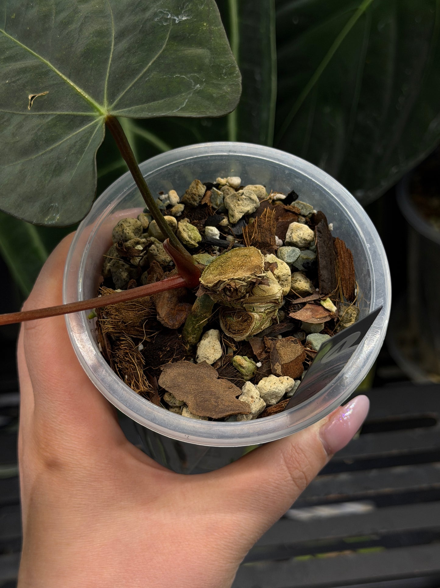 Anthurium (Carla x Dressleri) x (RLxFS F2) Cutting Nr.1