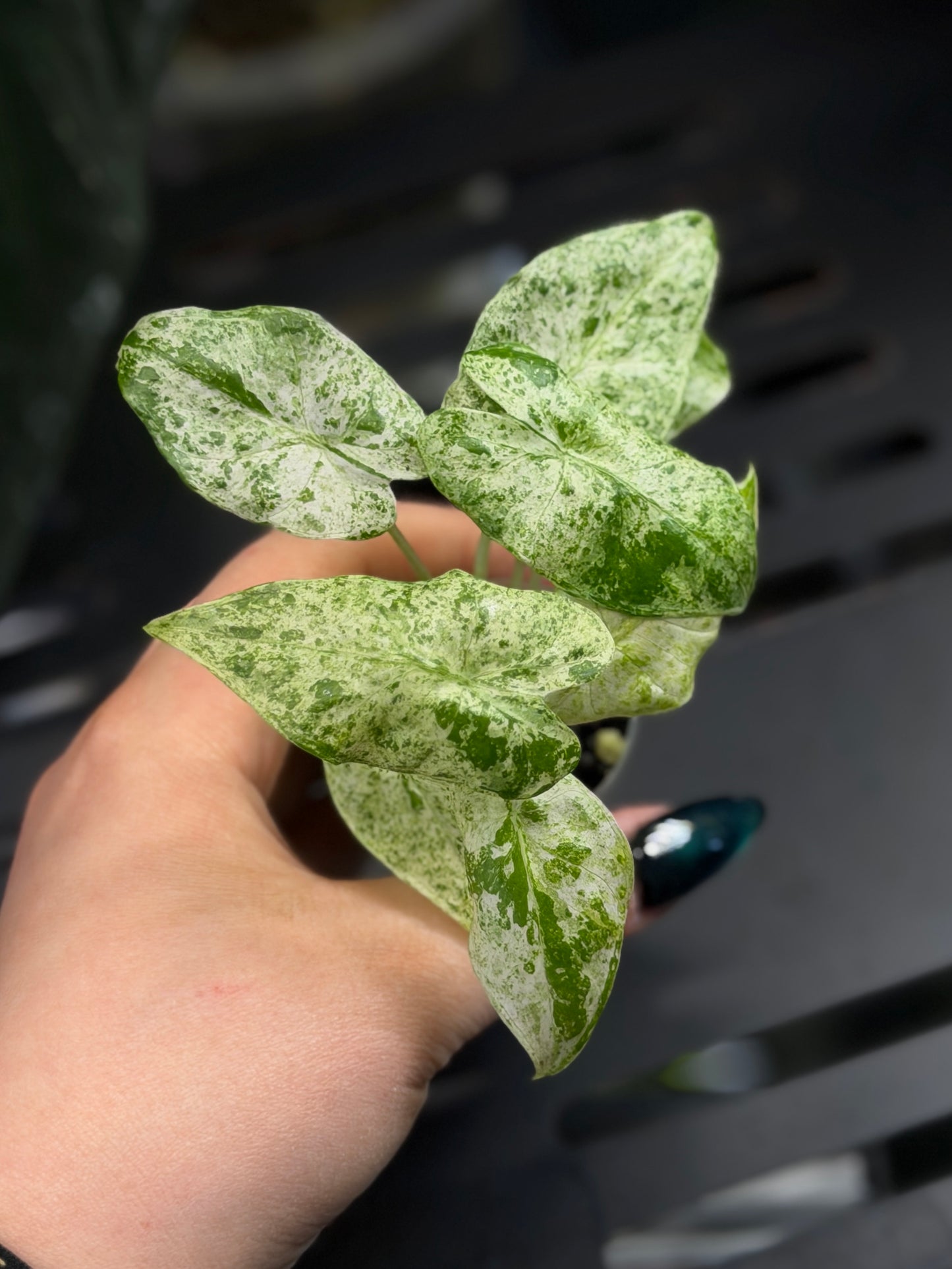 Alocasia  Odora Batik Nr.5