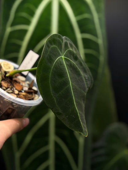 Anthurium Forgetii Cutting Nr.2
