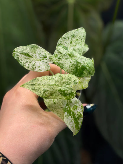 Alocasia  Odora Batik Nr.5