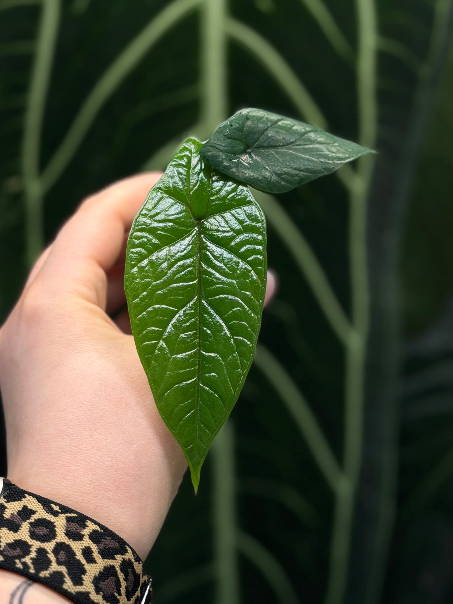 Alocasia Scalprum Nr.2