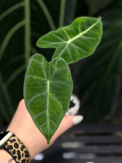 Alocasia Frydek Green on Green Nr.3