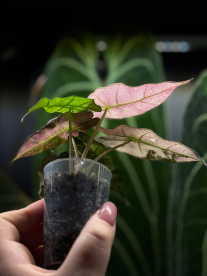 Alocasia Polly Pink Variegata Nr.2