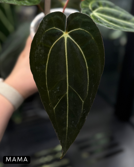 Anthurium Carlablackiae x Papillilaminum RA5 Cutting