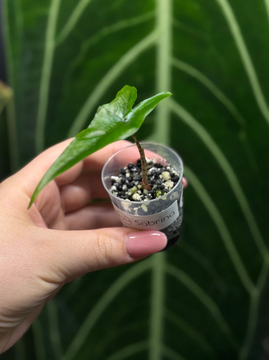 Alocasia Sulawesi Sabrina Nr.6