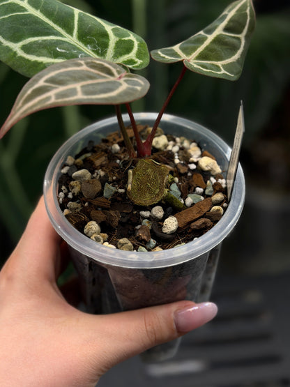 Anthurium (Michelle X DocBlock Zara) 28 X DocBlock Zara Cutting Nr.3