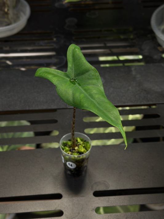 Alocasia Tigrina Nr.4