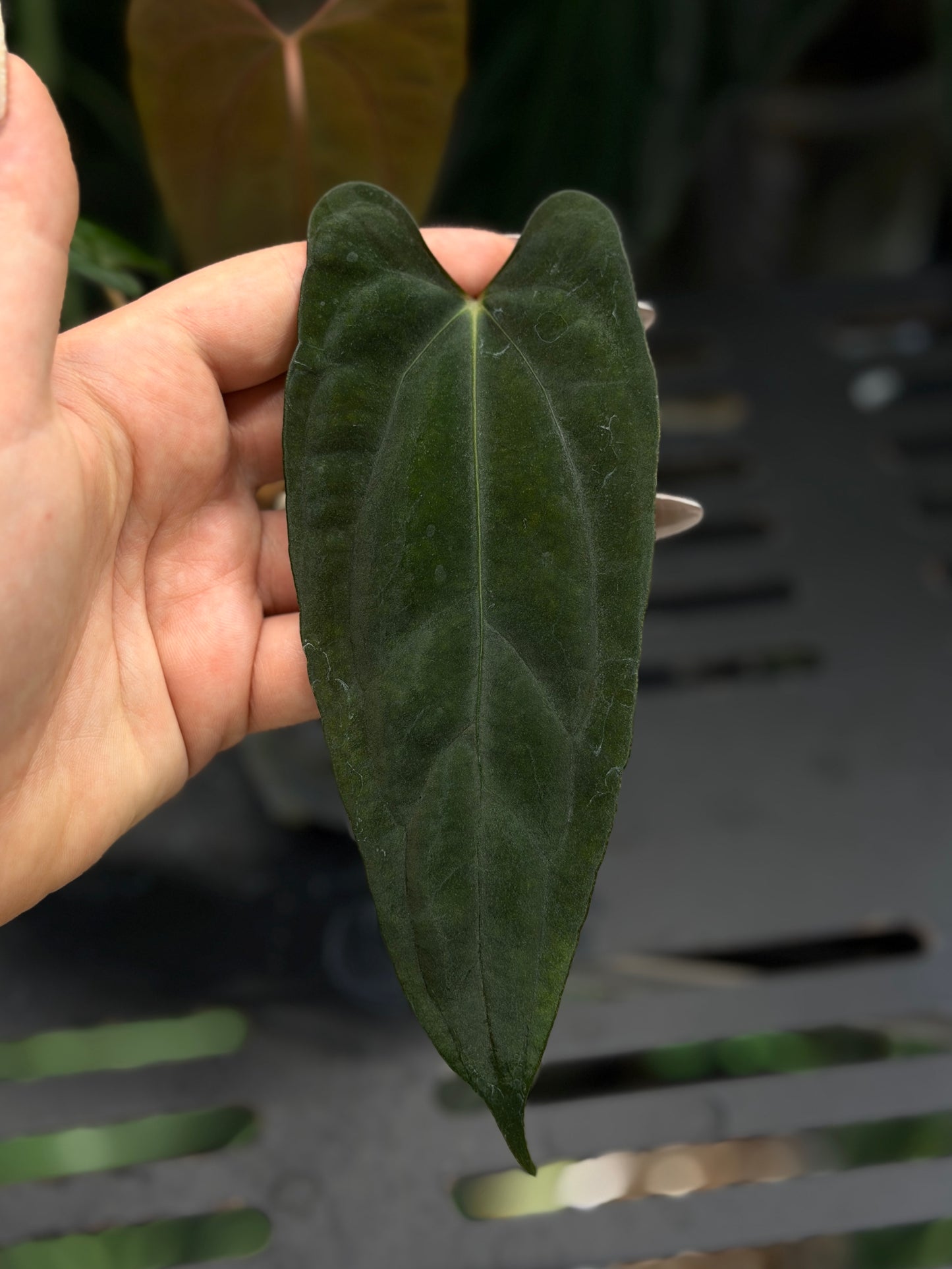 Anthurium NoID