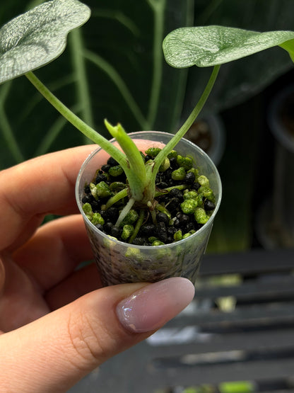 Alocasia Melo Nr.1