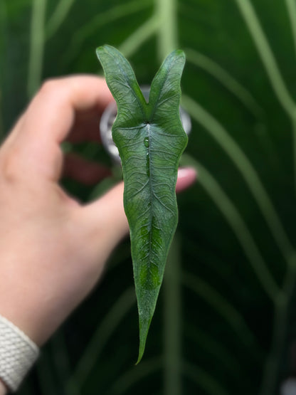 Alocasia Sulawesi Sabrina Nr.1