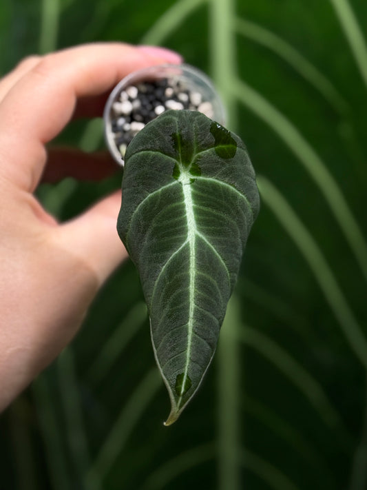 Alocasia Black Velvet Nr.4