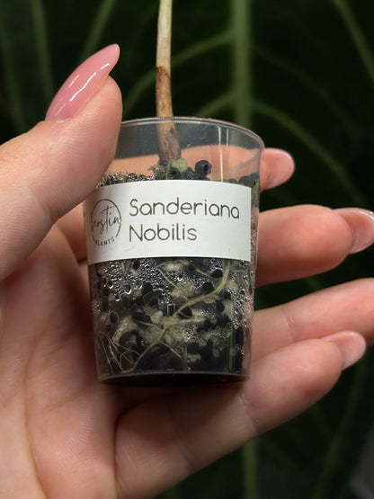 Alocasia Sanderiana Nobilis Nr.2