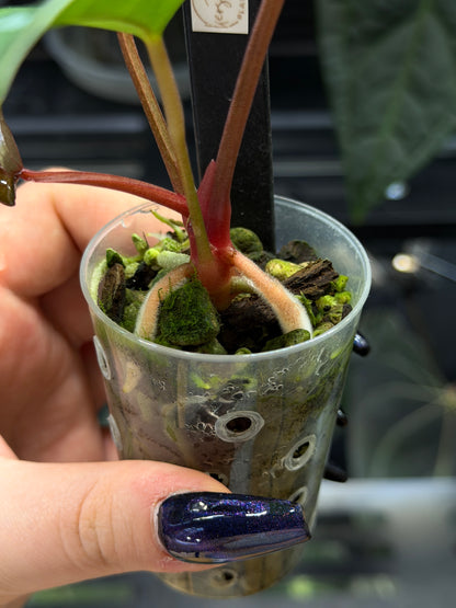 Anthurium (DocBlock D&H '9' X RVC '24') x Luxurians Seedling