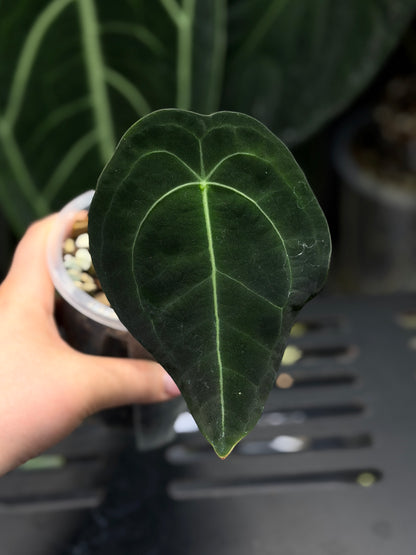Anthurium Forgetii Cutting Nr.2