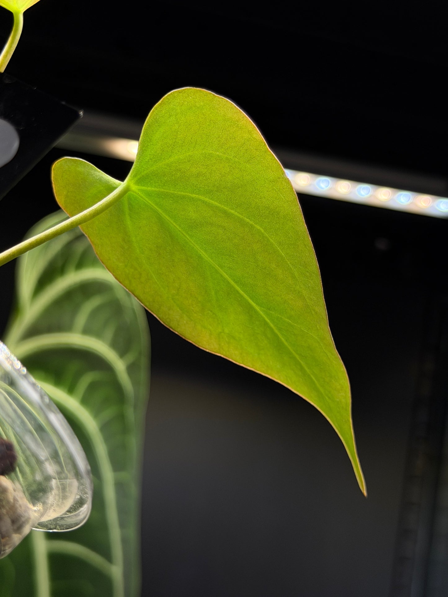 Anthurium Butterfly Mutation Cutting Nr.2