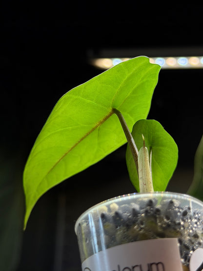 Alocasia Scalprum Nr.1