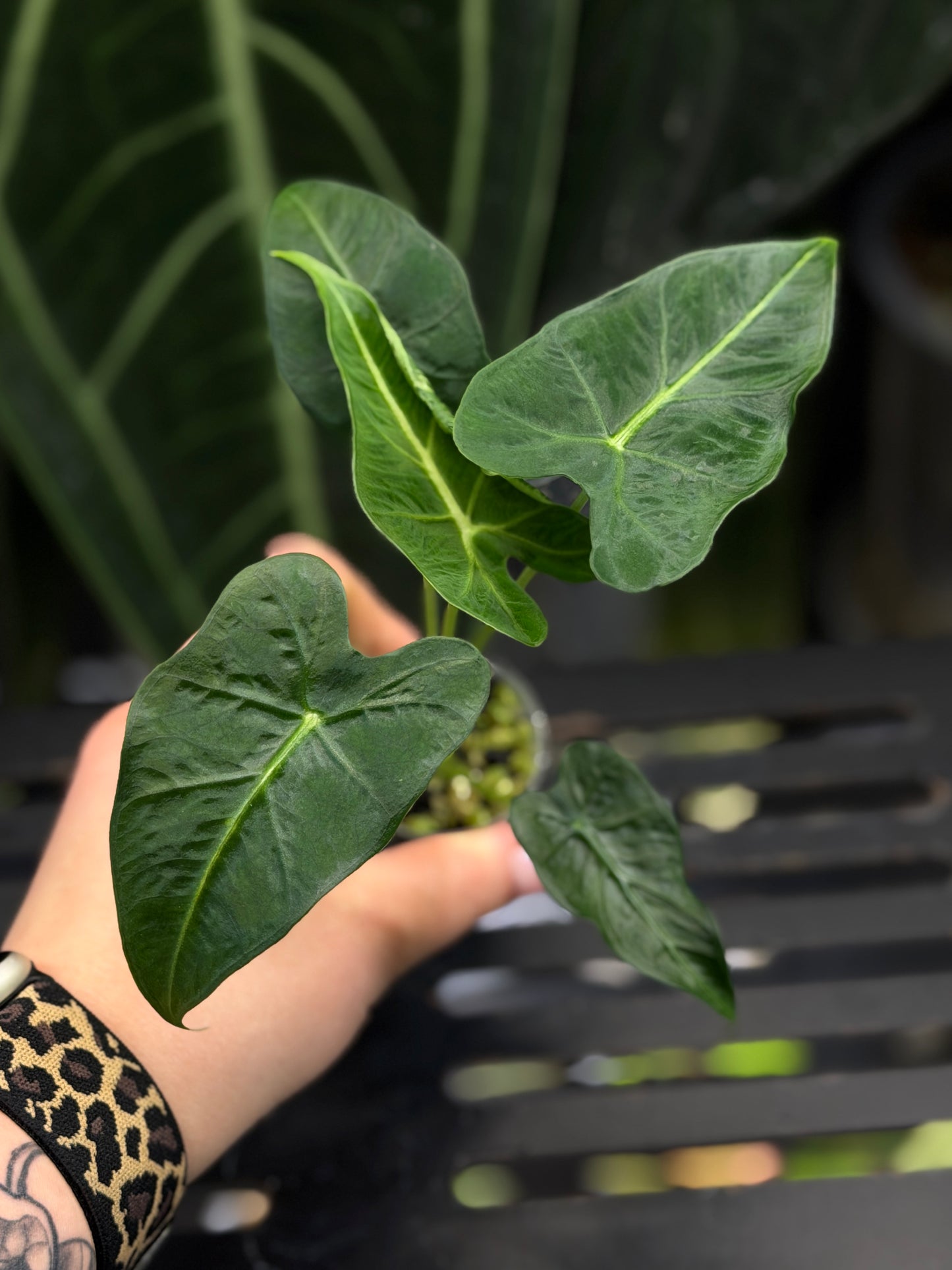 Alocasia Frydek Tattoo Nr.1