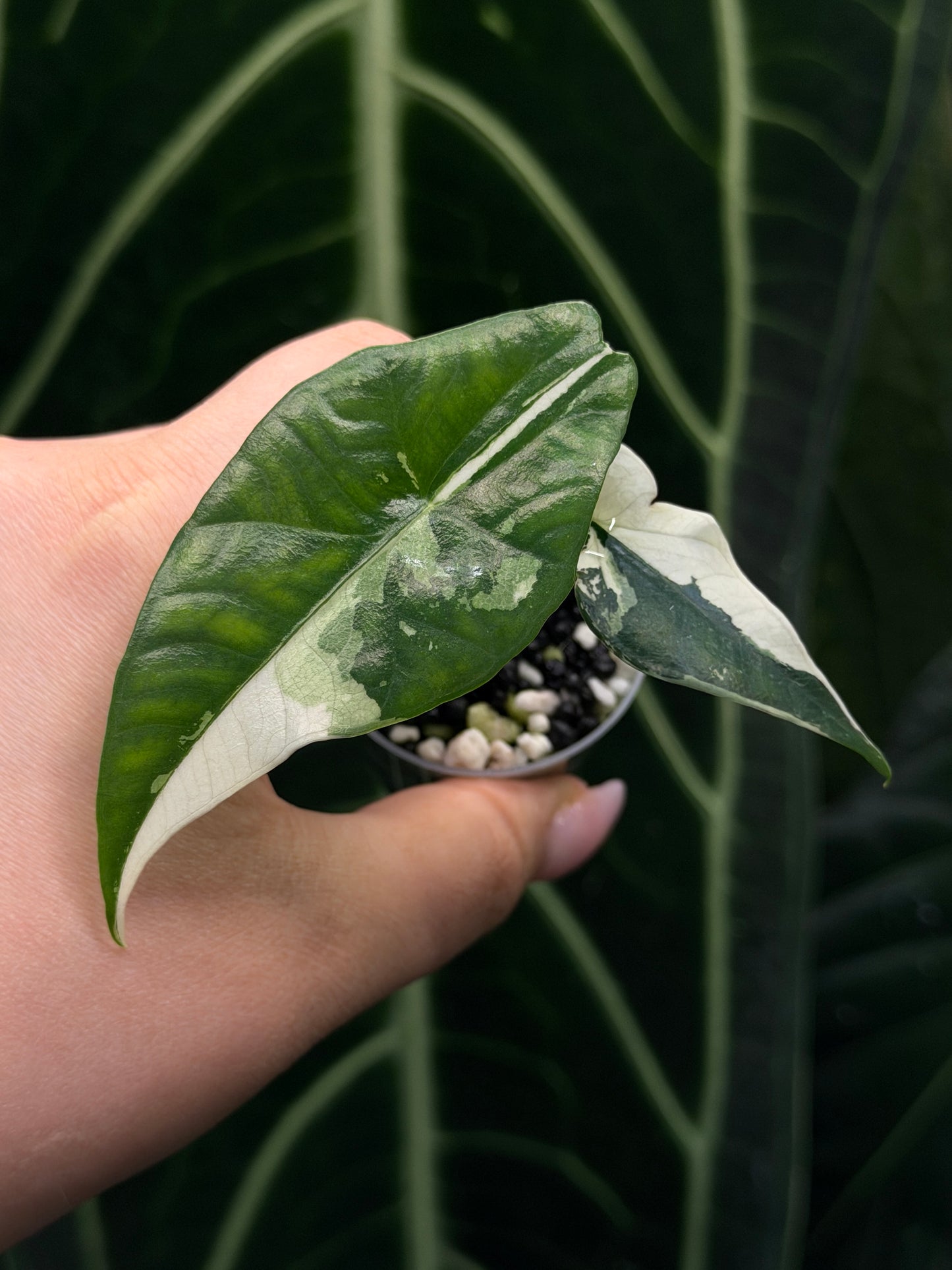Alocasia Simpo Albo Variegata Nr.2