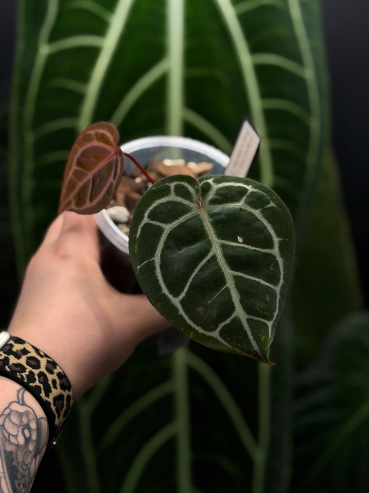 Anthurium (Michelle X DocBlock Zara) 28 X DocBlock Zara Cutting Nr.2