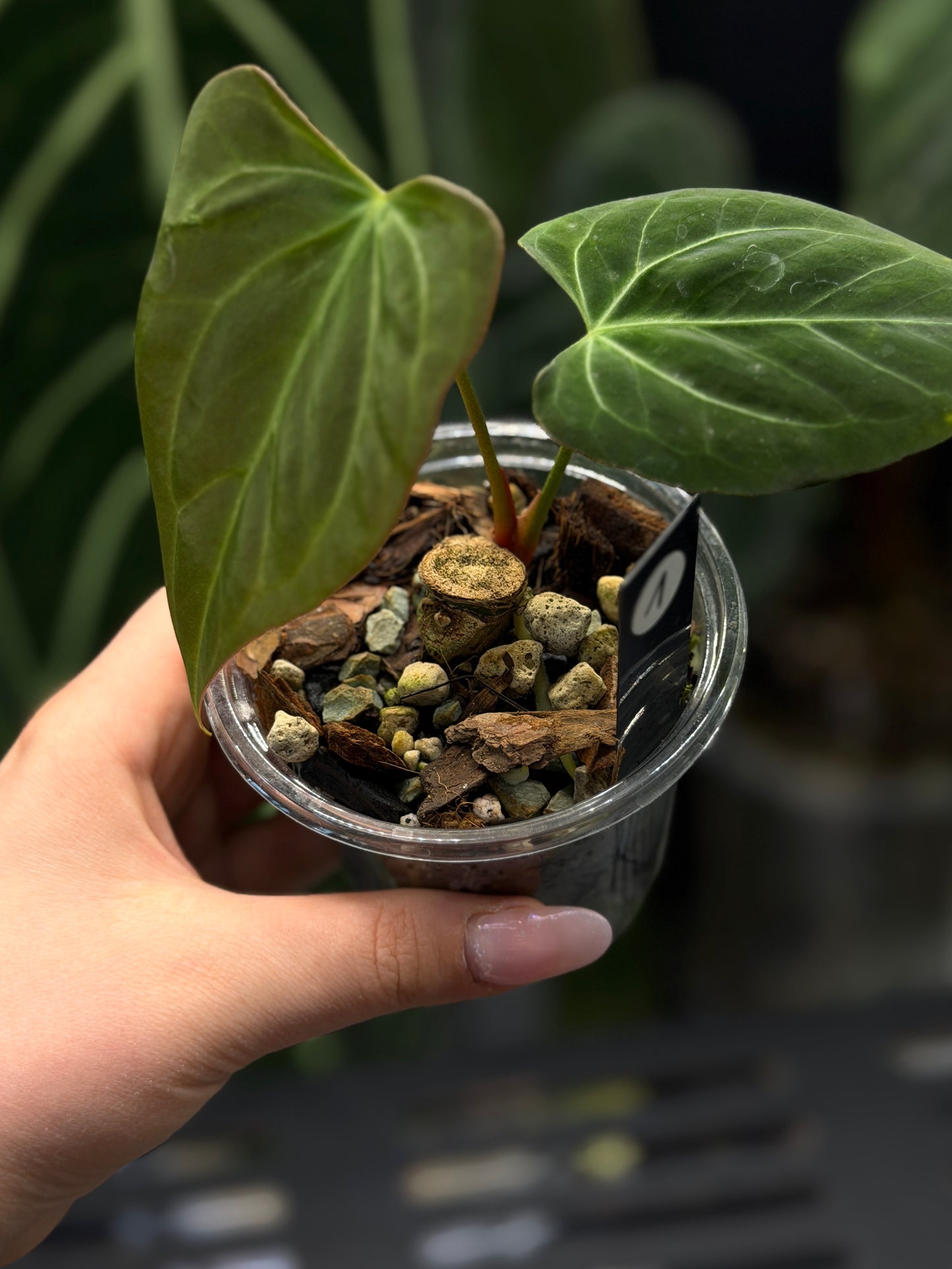 Anthurium Butterfly Mutation Cutting Nr.1