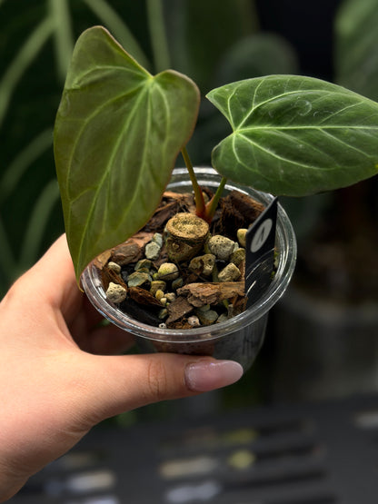 Anthurium Butterfly Mutation Cutting Nr.1