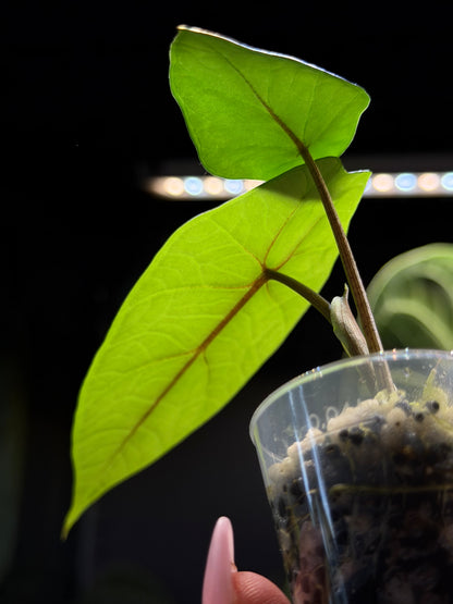 Alocasia Scalprum Nr.2
