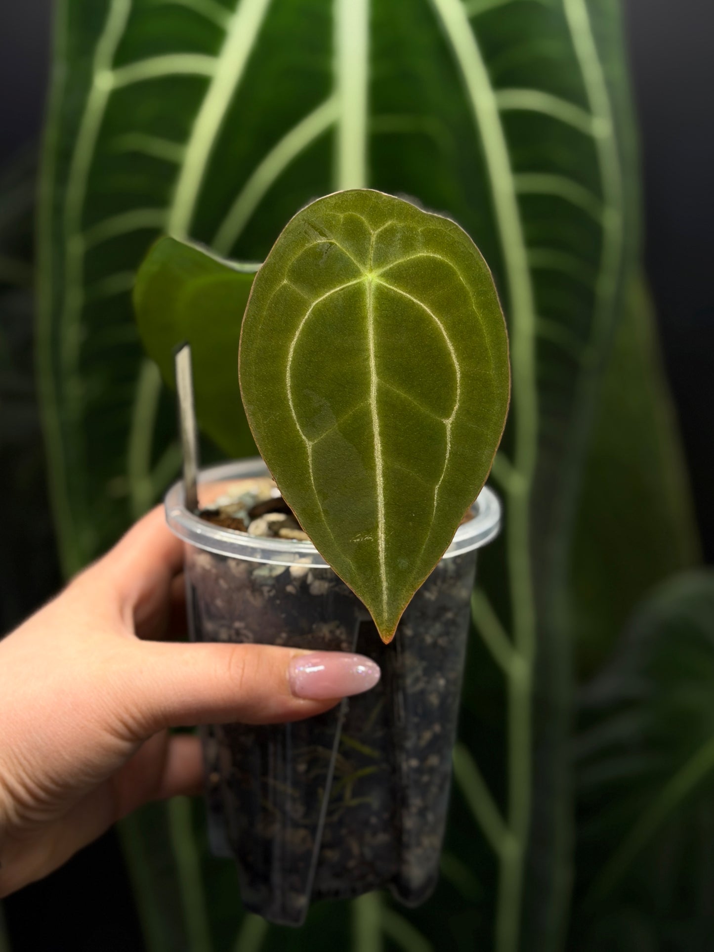 Anthurium Forgetii Cutting Nr.3