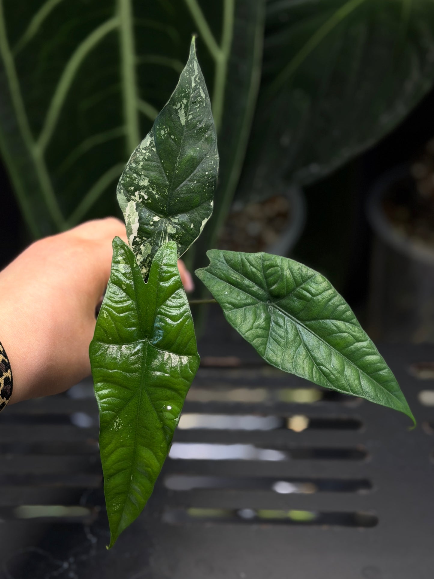 Alocasia Simpo Albo Low Variegata Nr.1