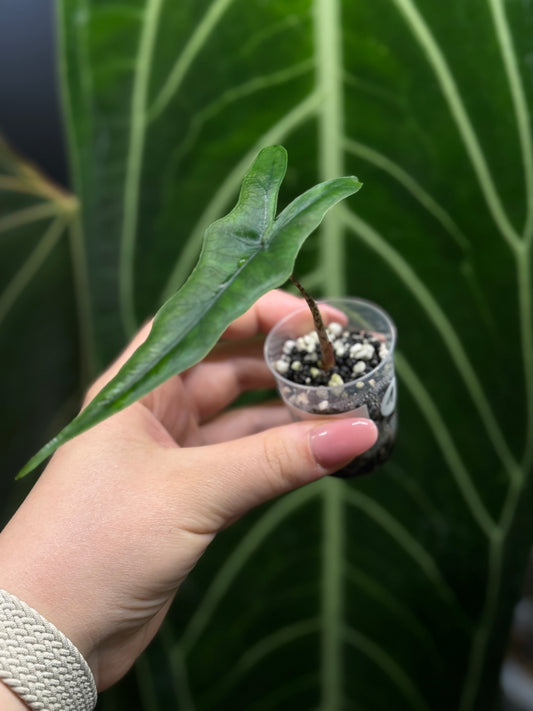 Alocasia Sulawesi Sabrina Nr.1