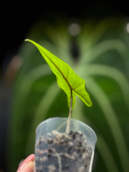 Alocasia Sulawesi Sabrina Nr.5