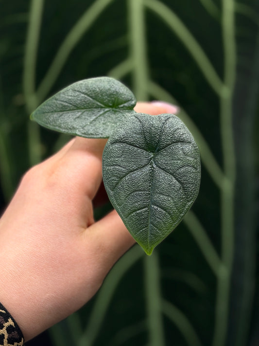 Alocasia Melo Nr.1