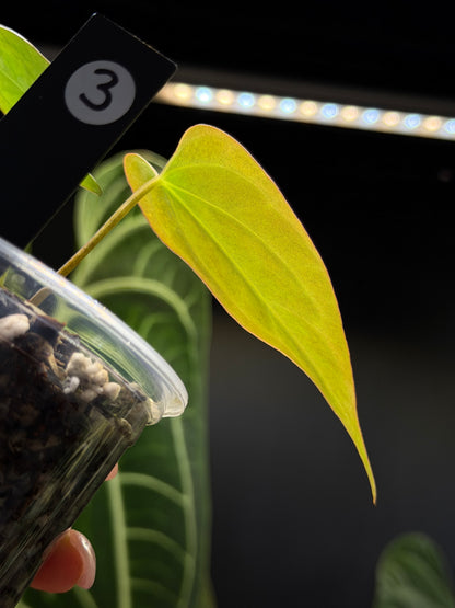 Anthurium Butterfly Mutation Cutting Nr.3