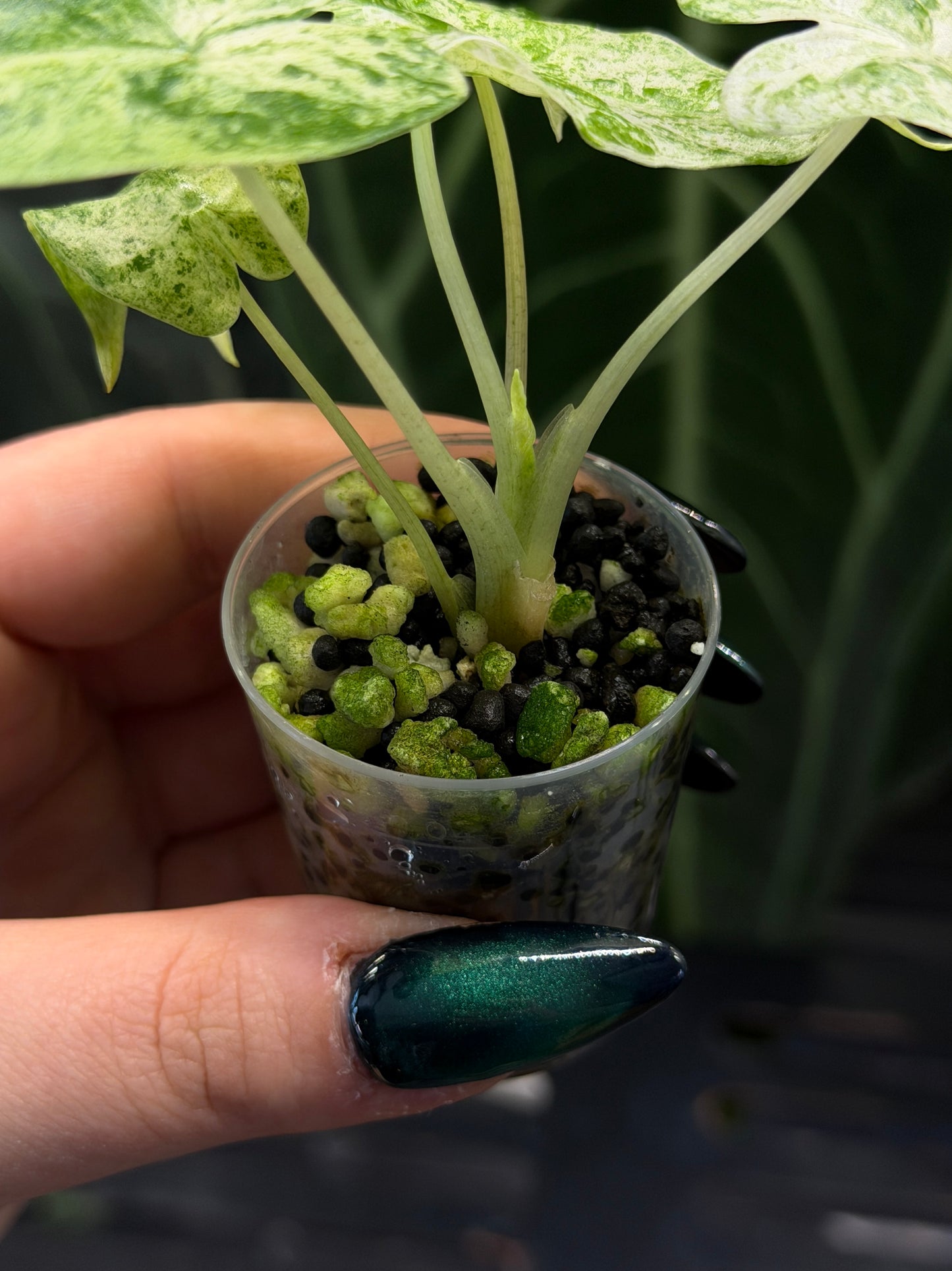 Alocasia  Odora Batik Nr.2