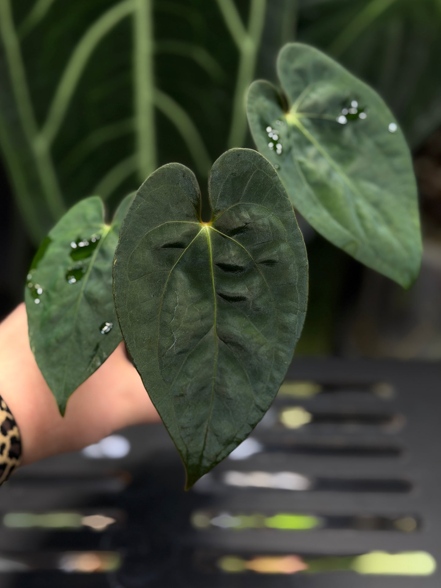 Anthurium (Luxurians x Magnificum) X (Papillilaminum Dark)