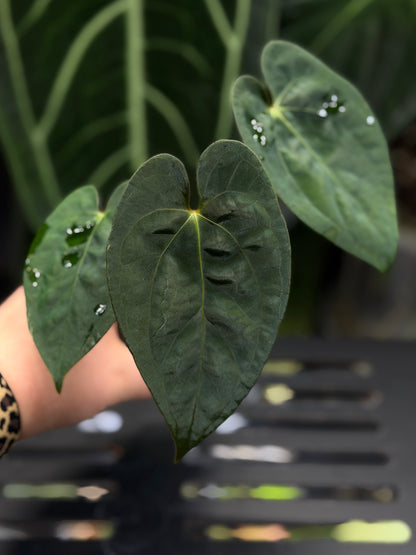 Anthurium (Luxurians x Magnificum) X (Papillilaminum Dark)
