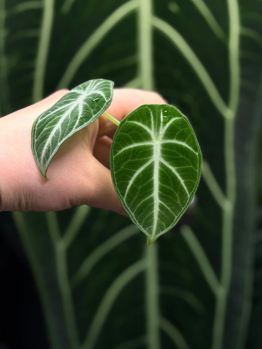 Alocasia Ninja Nr.1