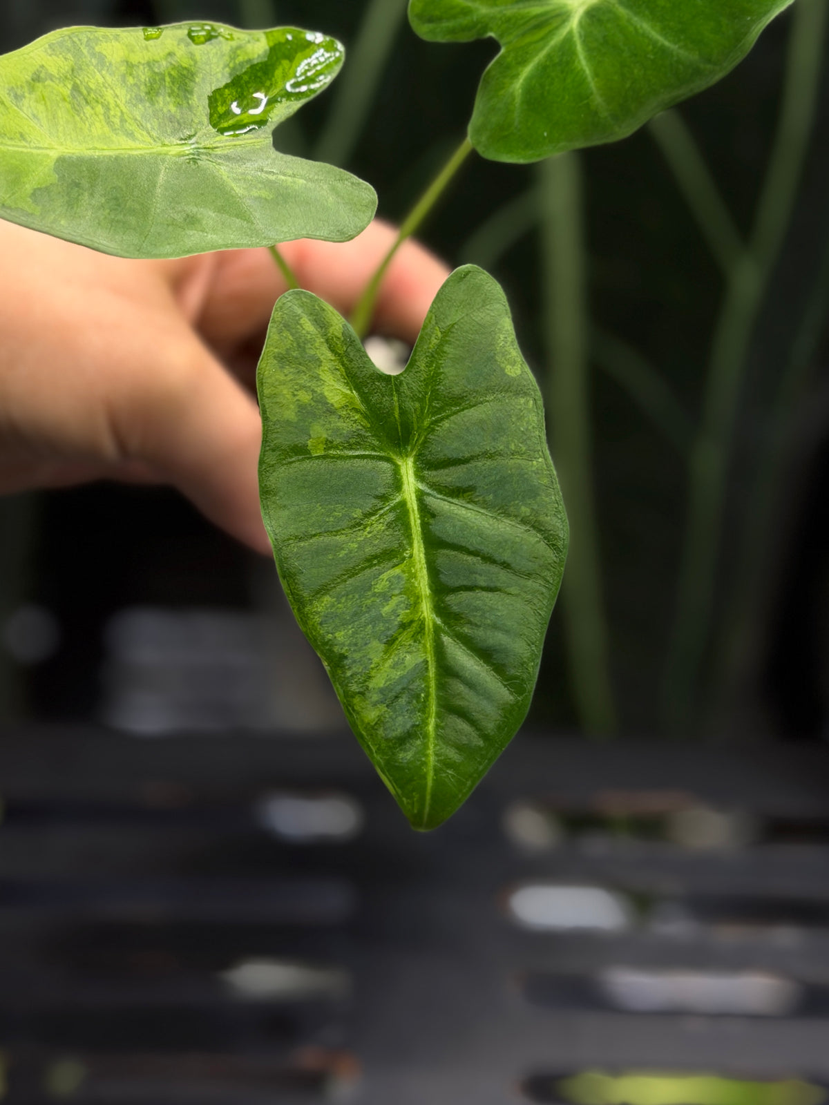 Alocasia Frydek Green on Green Cutting Nr.2