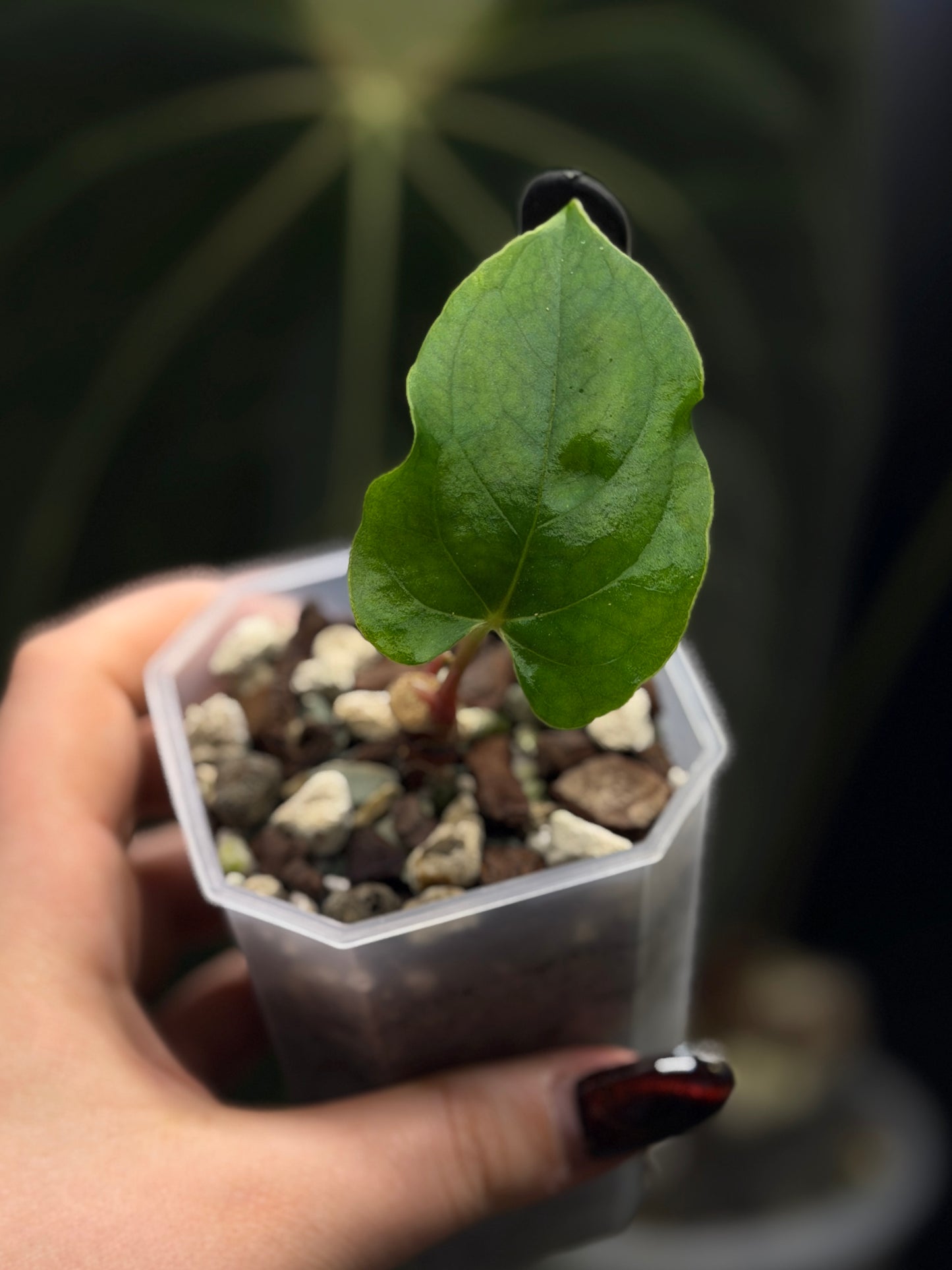Anthurium 'RL' by Jay Vannini x self Cutting Nr.1