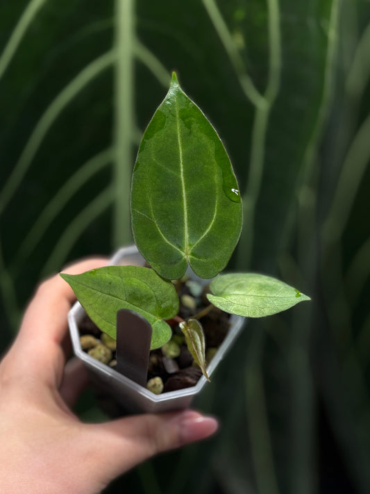 Anthurium Carlablackiae x Papillilaminum RA5 Cutting