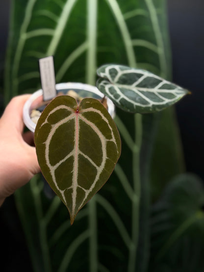 Anthurium (Michelle X DocBlock Zara) 28 X DocBlock Zara Cutting Nr.1