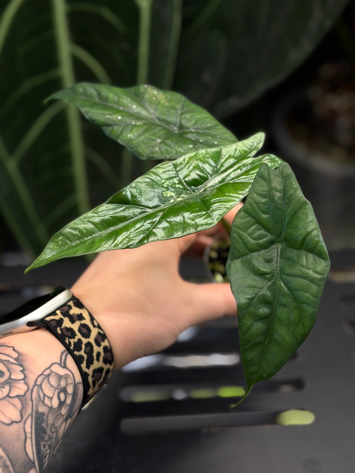 Alocasia Simpo Albo Low Variegata Nr.2